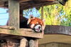 この日も仙台は暑く、アケビちゃんも垂れていました「八木山動物公園のレッサーパンダ アケビちゃん」