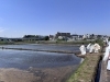 「⛩️横浜三支部 御田植祭⛩️」