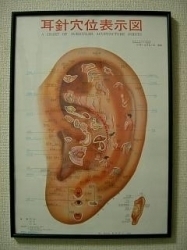 サプリなしでもok 耳ツボ健康ダイエット 18年間で体験者数約200名様 3ヶ月平均10kg減量 リンパや小顔の特典付併用で効果up 馬込沢駅徒歩8分 リンパ小顔整体骨盤矯正 首肩腰痛 耳ツボはオアシス療術センター 鎌ヶ谷 船橋店 オアシス療術 サプリなしでもok 耳ツボ健康ダイエット 18年間で体験者数約200名様 3ヶ月平均10kg減量 リンパや小顔の特典付併用で効果up 馬込沢駅徒歩8分 リンパ小顔整体骨盤矯正 首肩腰痛 耳ツボはオアシス療術センター 鎌ヶ谷 船橋店 オアシス療術