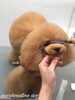 「秋のオプションキャンペーン　(^-^)」