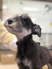 シュナウザー「シーズ子犬　シュナウザー仔犬」
