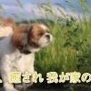 トイプードル シーズーのmix犬のラテくん 癒し 癒され 我が家のペット まいぷれ 今治市