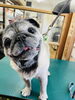 パグのハナちゃん🩷「🐶🐾トリミングされたわんちゃん紹介🍀* ゚」