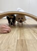 ぽん＆ぱん　姉妹で😁「ましゅまろ幼稚園🐾」