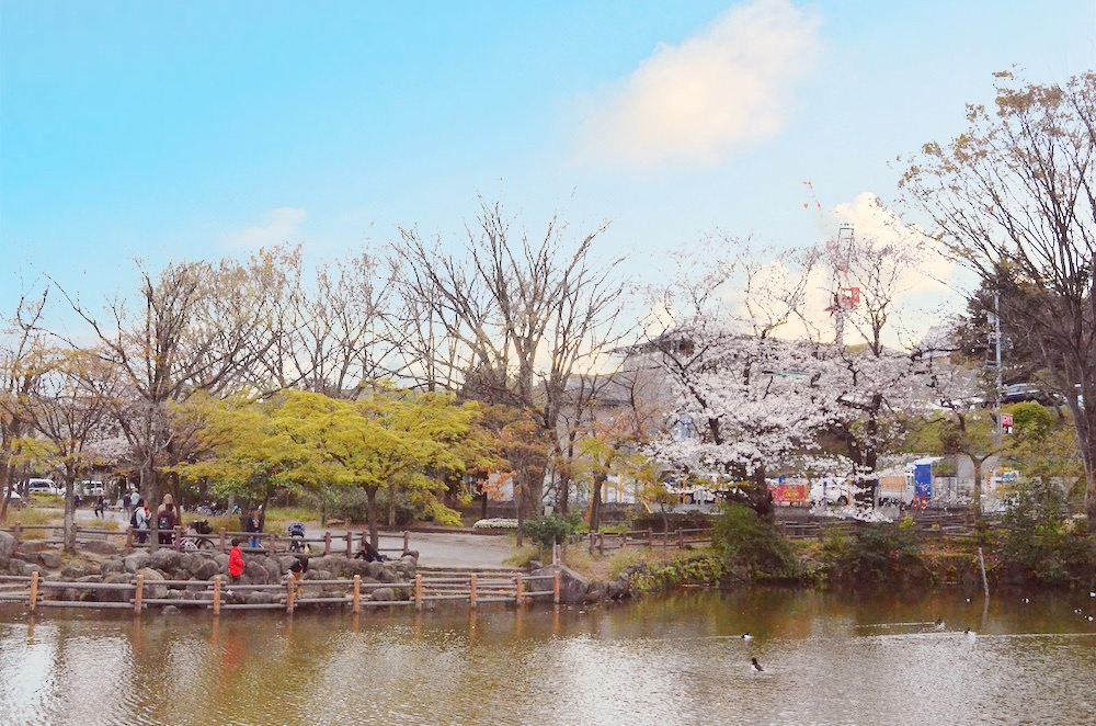 横浜市港北区のお花見スポット 菊名池公園 港北区のお花見特集 桜 梅の名所一覧 まいぷれ 横浜市港北区 横浜市港北区のお花見スポット 菊名池公園 港北区のお花見特集 桜 梅の名所一覧 まいぷれ 横浜市港北区