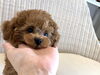 ひまわりくん「ぱぱ＆まま募集　（＾ν＾）」