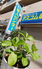 日曜日でテスコム休みですが水やりに💧「🌱 紫陽花を植えてみました【テスコム明石求人センター】明石市大明石町」
