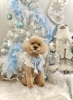 るなちゃん「2025 Merry Xmas🎄」