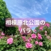 相模原北公園　花木園のバラ