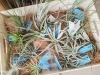 エアープランツ 京都 西京区 桂 観葉植物 バーミースクエアのニュース まいぷれ 京都市西京区 南区