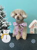 「お友達♡ Dog salon mofu mofu 余市町」