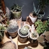 植物も販売しています。観葉植物 アガベ 塊根 サボテン ハオルシア 