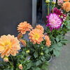 華やかなダリアを彩り豊かに豊富にご用意「初夏のおすすめ♪胡蝶蘭＆夏の花がそろいました」