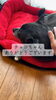 癒やしの時間、ありがとう「お引き渡しから10年。変わらない温かさと愛犬チョコちゃんとの時間」