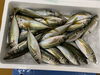 「本日鮮魚入荷致しました。[岩牡蠣は７月から販売致します。]」
