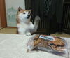 「ねえ、お茶しようよ～♪」