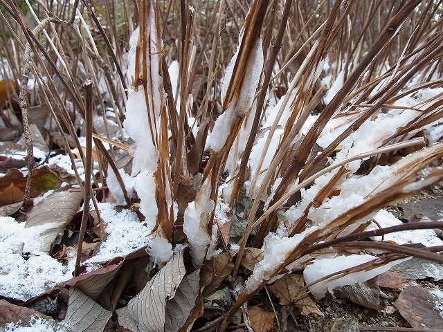 「冬にしか見られない自然の造形美　「シモバシラ」の氷柱」