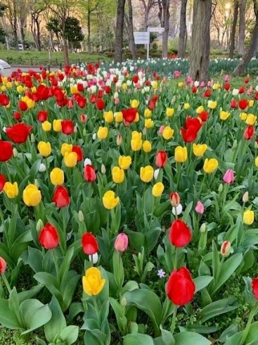 新宿中央公園のチューリップ「春満開！【白井市訪問介護・相談支援】【桜】【花粉症】」