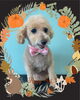 「Dog salon mofu mofu　余市町」
