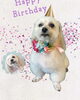 「Dog salon mofu mofu　余市町」