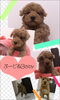 「ぷーどるbaby❤」