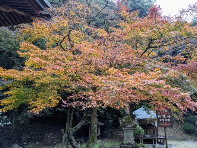 「【西条市丹原町古田】西山興隆寺のもみじが紅葉しています」