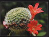 「第37回「植物写真コンテスト作品展」を開催」