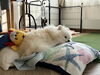 福ちゃん「ねこ いぬ 預かり 宿泊 【札幌 北区 上篠路 catbeard キャトビヤード⠀】」