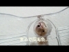 ハムスターの笑える顔 おもしろ可愛いハムスター Cute Funny Hamster Deep Sea Fish 15 ハムスターが大好きなm Nakataさんの動画です しんじゅくノート 新宿区 ハムスターの笑える顔 おもしろ可愛いハムスター Cute Funny Hamster Deep Sea Fish 15 ハムスターが大好きなm Nakataさんの動画です しんじゅくノート 新宿区