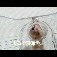 ハムスターの笑える顔！おもしろ可愛いハムスター cute funny hamster Deep-sea fish　＃15