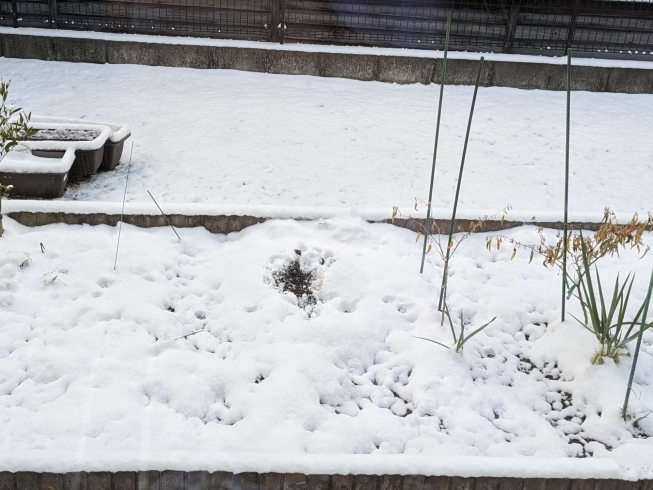 我が家の庭も雪だらけ「2月スタート！」