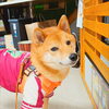 うめちゃん「今日のお友達」