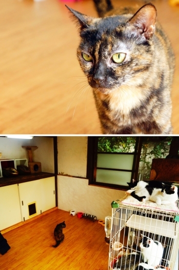 仲良しな親子猫もいますよ♪「猫カフェ＆Dining ジャスミンライス」