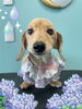 「Dog salon mofu mofu　余市町」