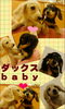 「小振りのダックスbaby」