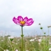 【2024年10月25日（金）撮影】コスモス開花状況～コスモスアリーナふきあげ（埼玉県鴻巣市）