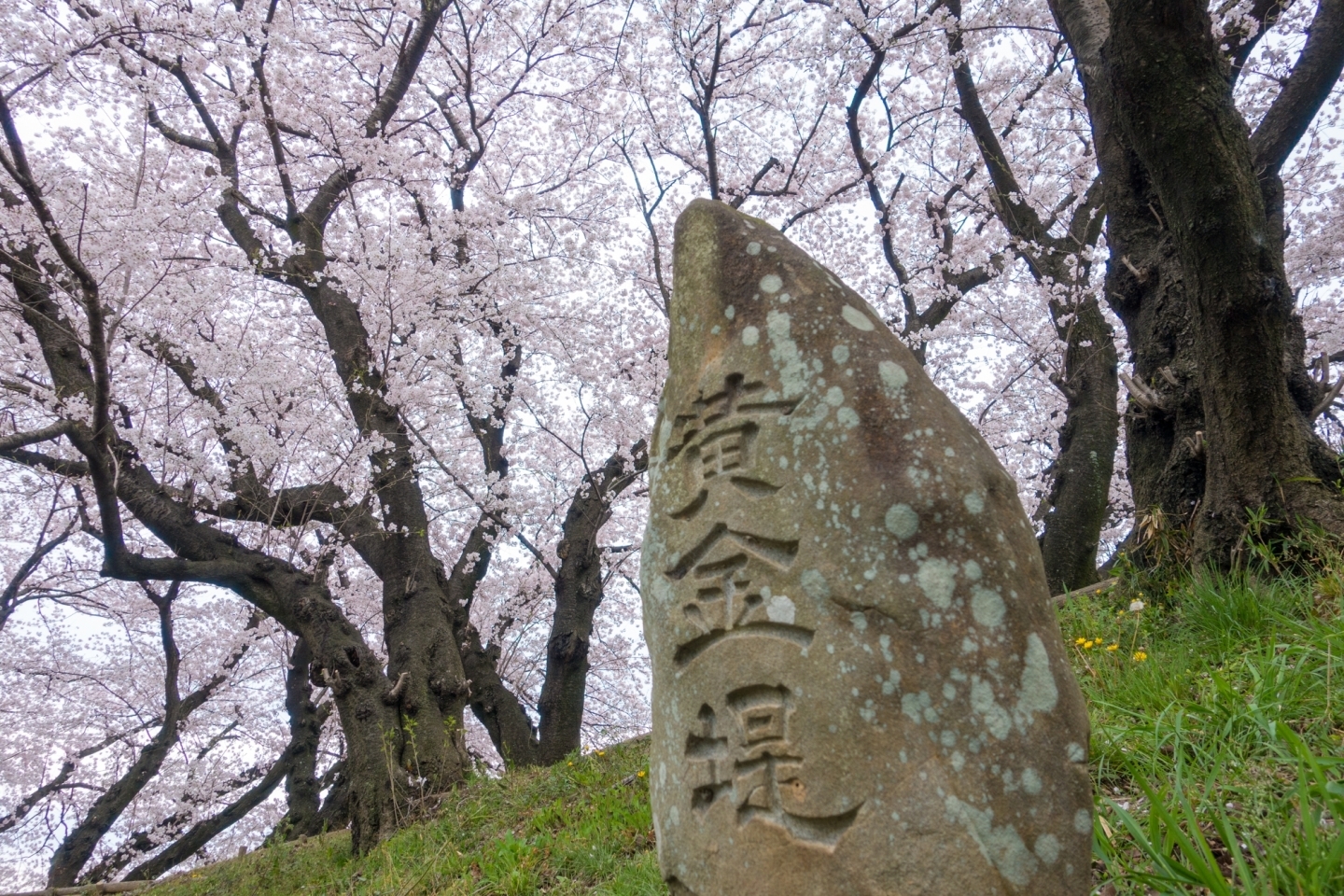 黄金堤は夜桜スポットとしても有名