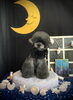とわくん「お月さまとわんこ🌛」
