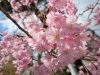 「こうぞう先生の今年…初お花見は開成山大神宮へ」
