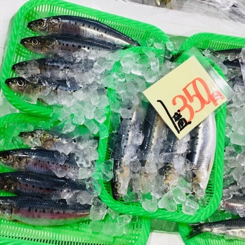 「魚魚市場鮮魚コーナーおすすめは「天然カンパチ・ビンチョウマグロ」です♪」