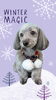 「Dog salon mofu mofu　余市町」
