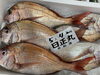 「鮮魚パックいろいろ販売中‼️〆鯖も販売致します🐳」