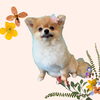 「Dog salon mofu mofu　余市町」