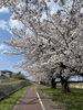 桜の下を歩けば心も軽やかに「桜の季節ですね♪お散歩がてら薬局にもお立ち寄りください」