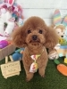 トイプードル　カット「🐶スピッツ、マルポメ、トイプードル、トリミングのお友達🐣」