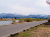 「魚野川桜づつみで、花見弁当！桜咲き始めました！」