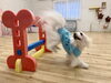 理玖くん　余裕の着地☺️ ふわ〜「ましゅまろ幼稚園🐾パート2」