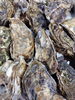 「📣本日入荷のお魚情報🐟」
