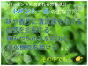 🌱ペパーミント🌱「〈Bipedalコラム〉精油のお話　①ペパーミント」