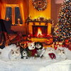 「「Xmas Lulu marché vol.3」にchalonさんと出店します！」